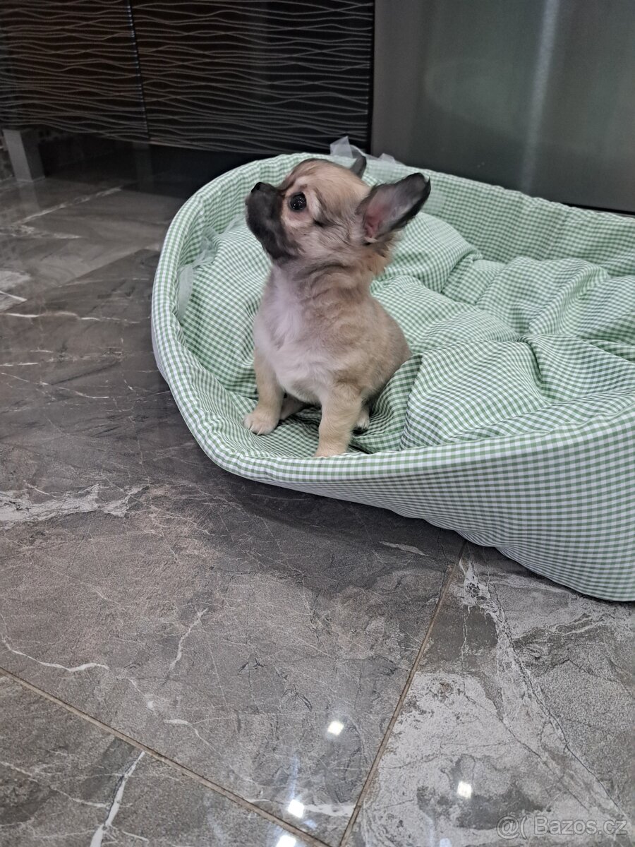 Čivava štěňátka kluci - 2