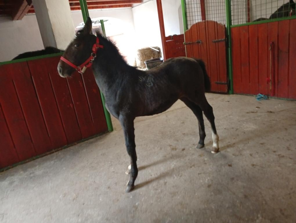 Kladrubske hřibata - 2