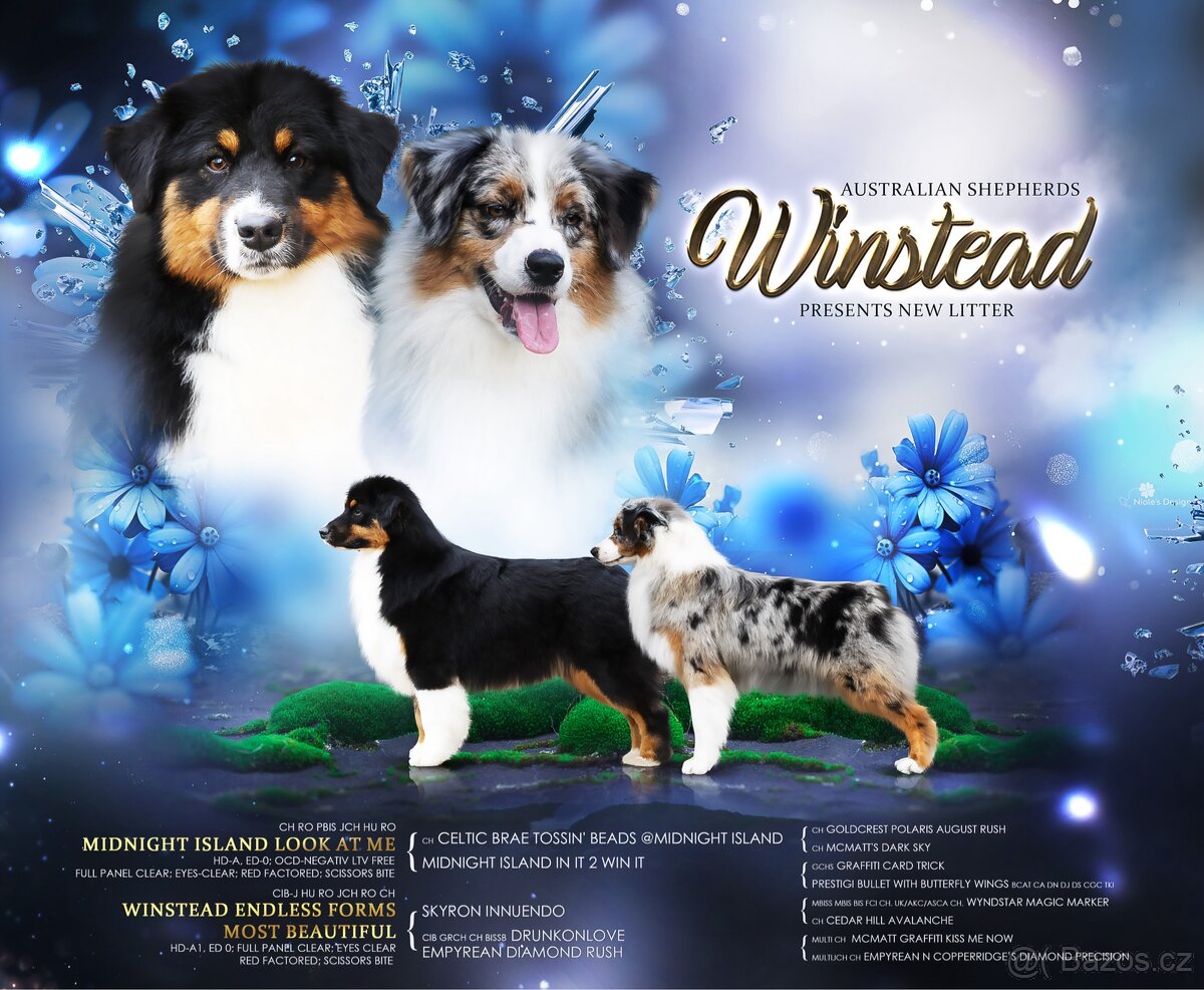 Australský ovčák s PP - blue Merle a black tri - 2