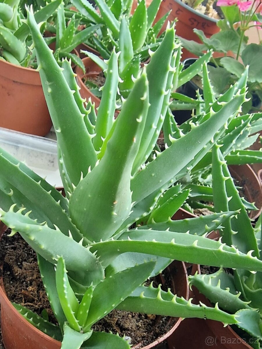 ALOE-menšího vzrůstu, MÉ VLASTNÍ PŘEBYTKY... NĚKOLIK ROSTL - 2
