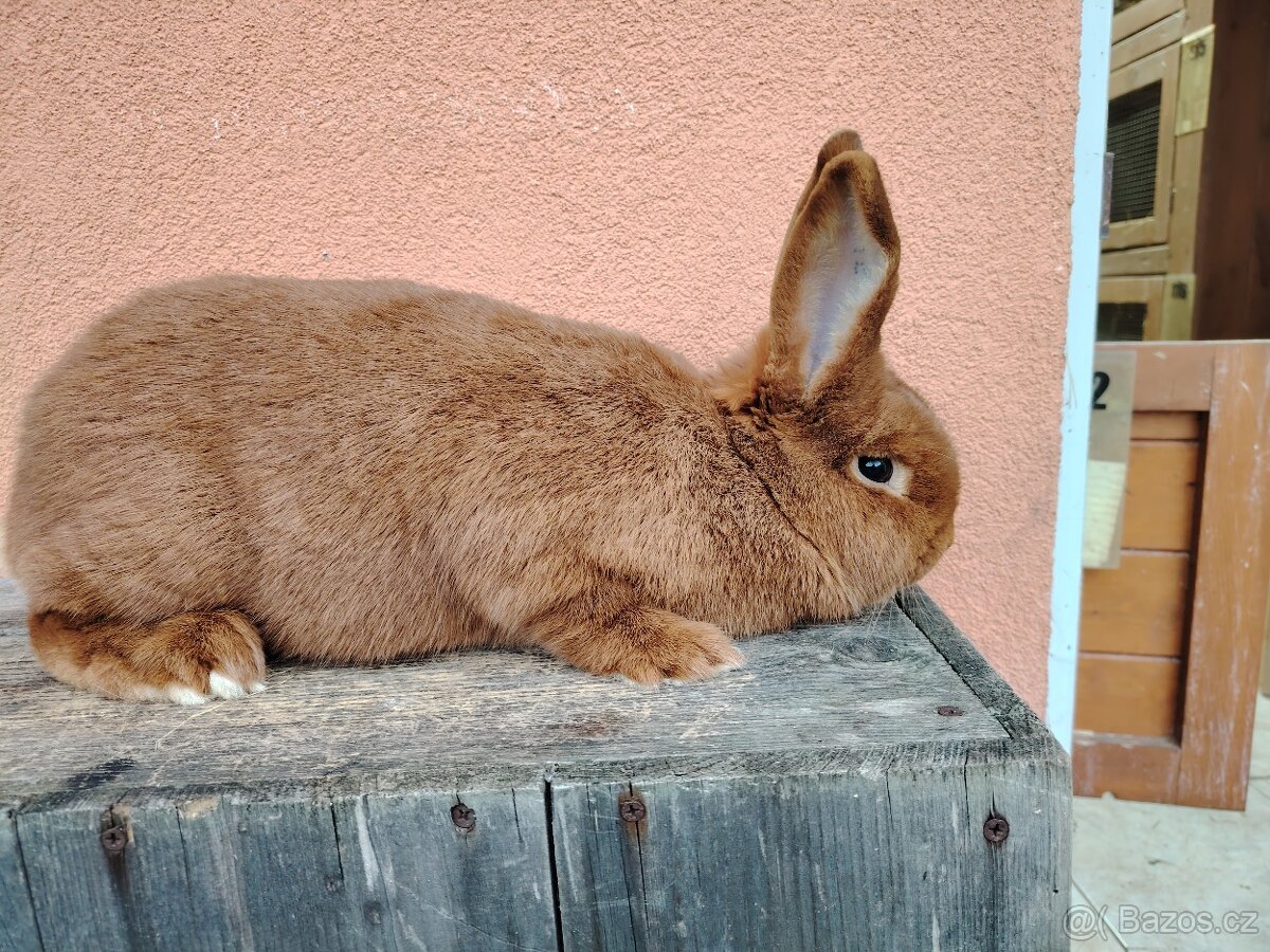 Novozelandsky červený/samička - 2