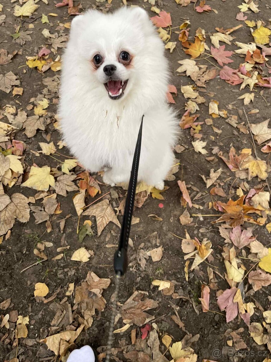 Pomerian ke krytí - 2