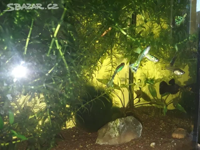 Prodám Ampulária modrá - Pomacea canaliculata - 2