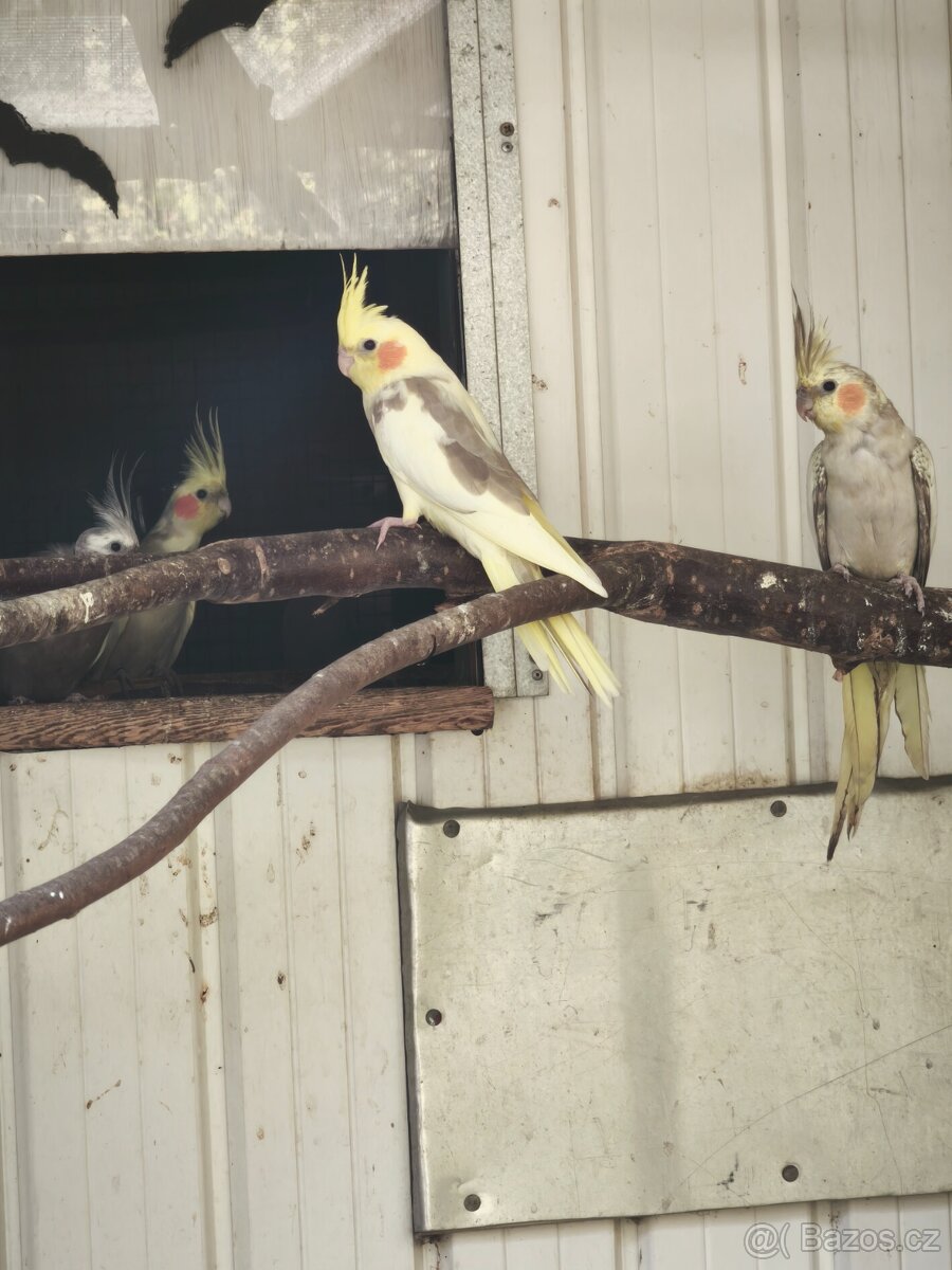 Korely a Andulky - 2