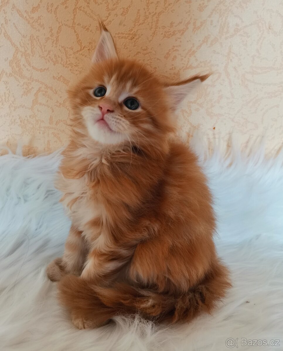 Mainská mývalí koťáta - 2