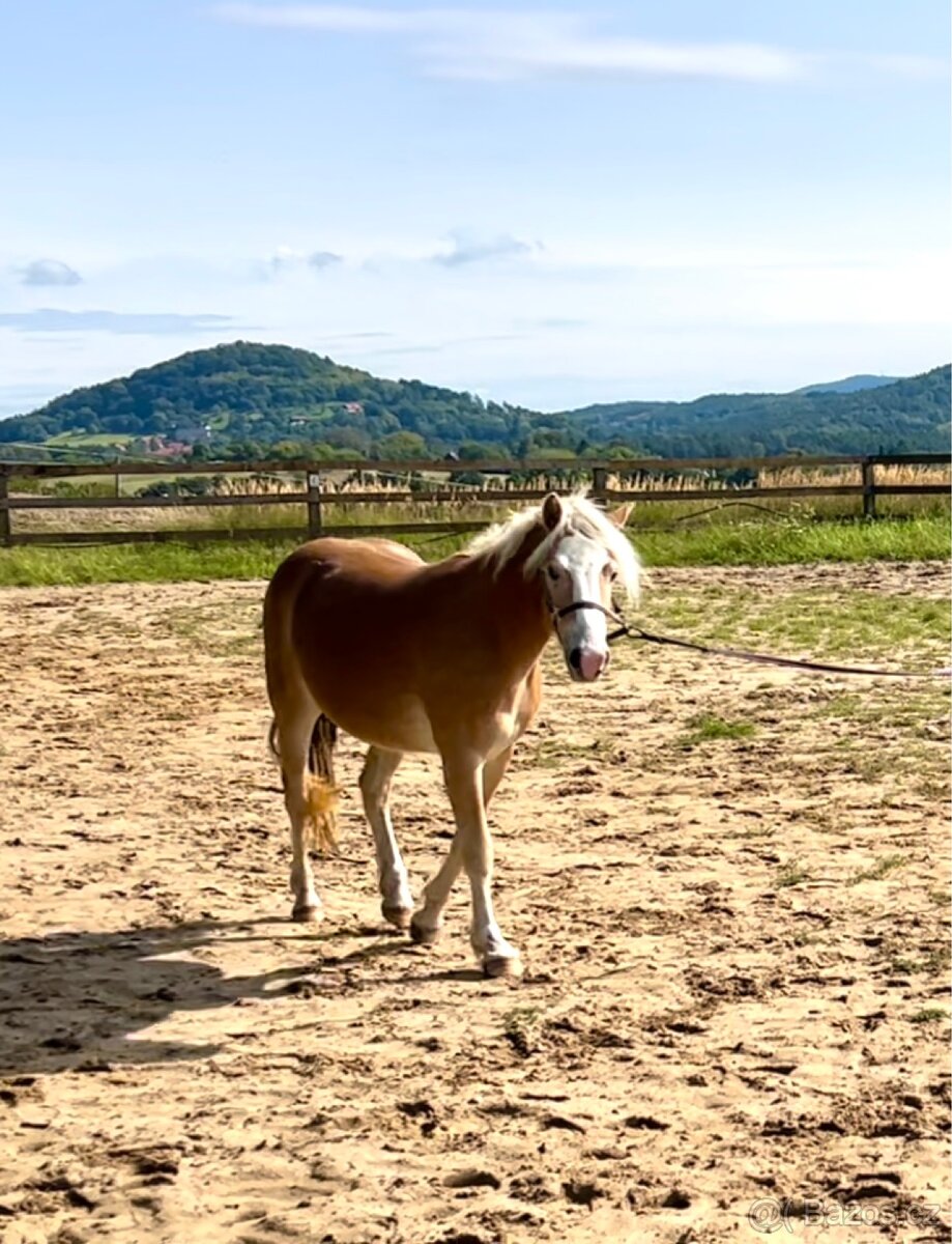 Kvalitní klisna hafling - 2