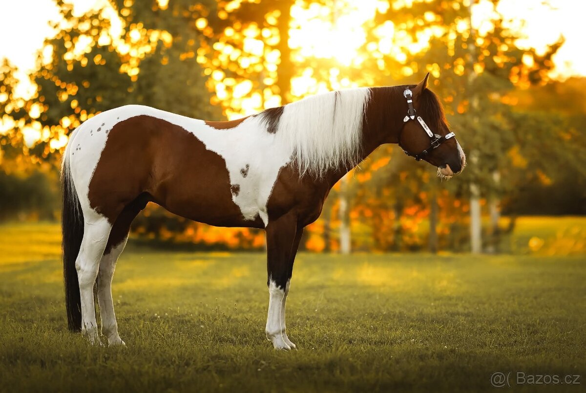 Připuštění APH hřebcem - 2