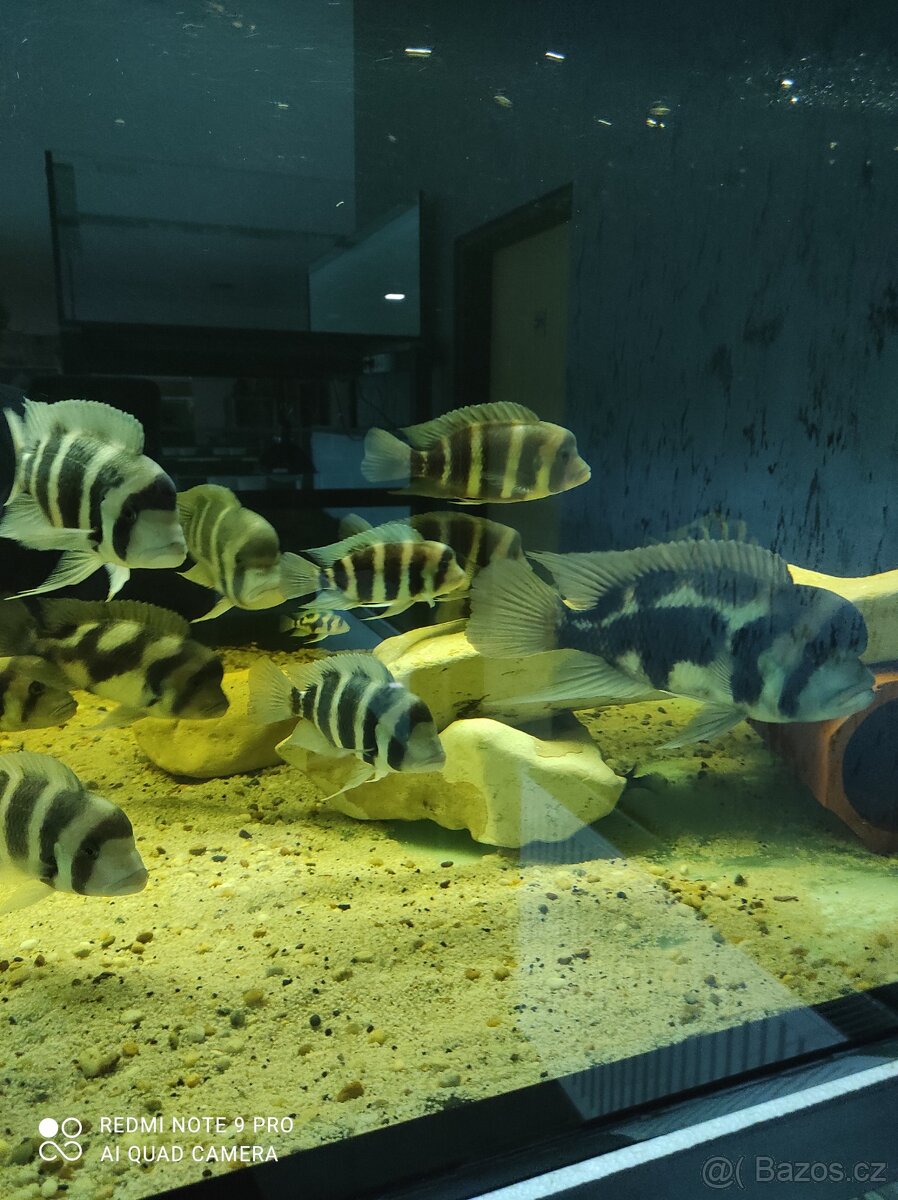 Frontosa Burundi - 2