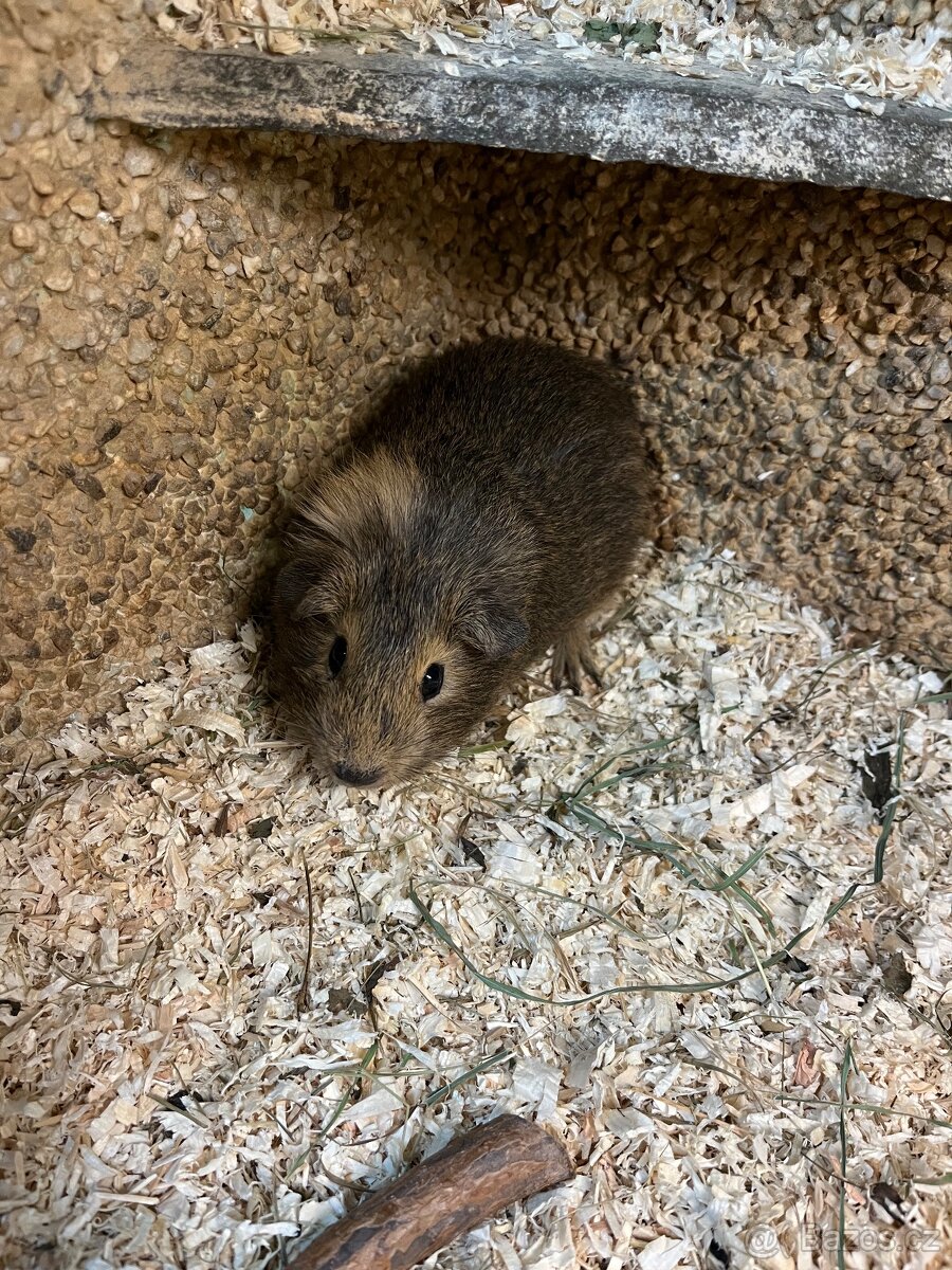 Morče chlapeček nar. 30.12.2025 - 2