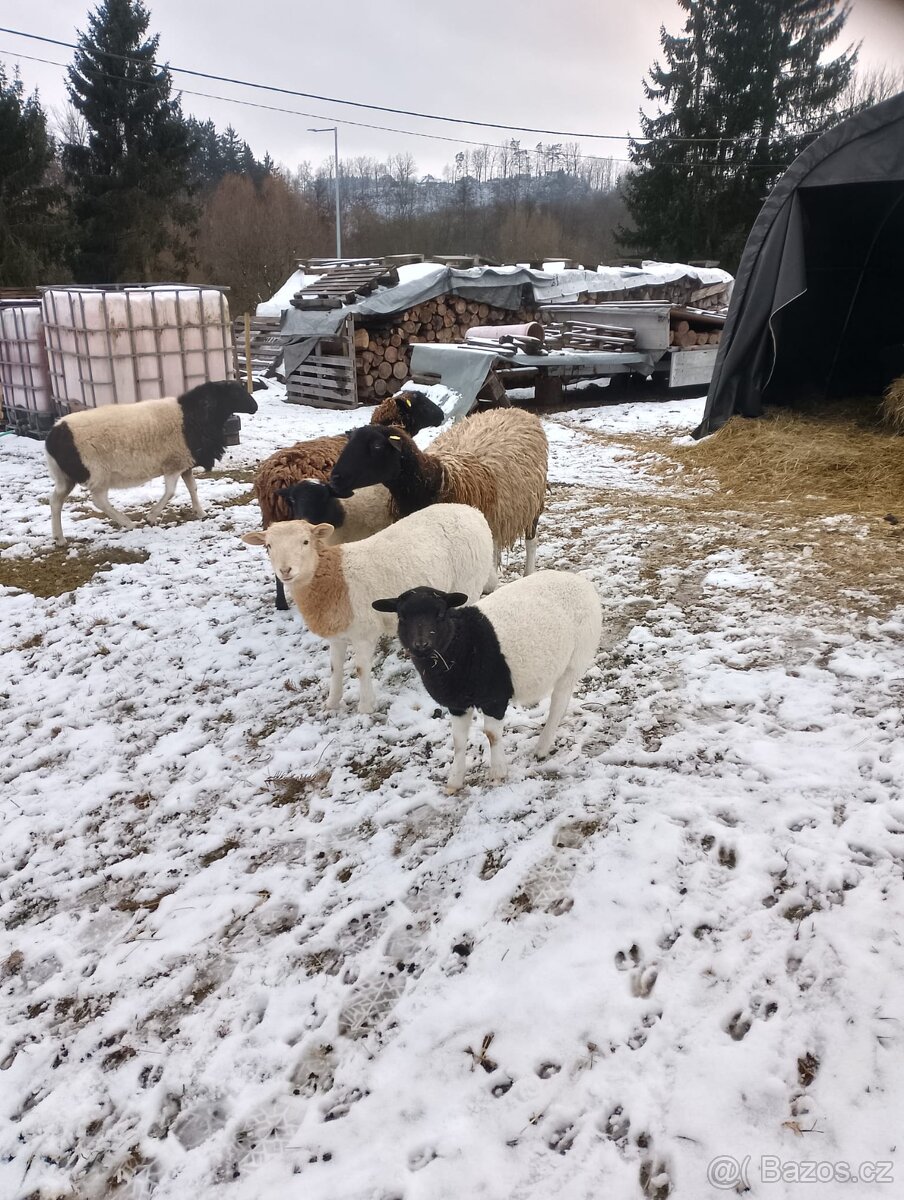 Ovce a beránek Dorper - 2