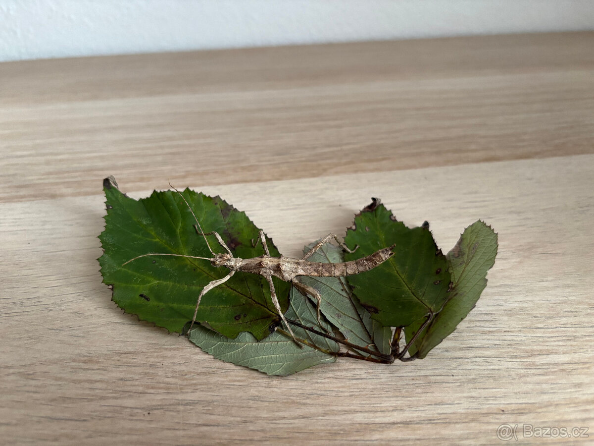 Strašilka filipínská - 2