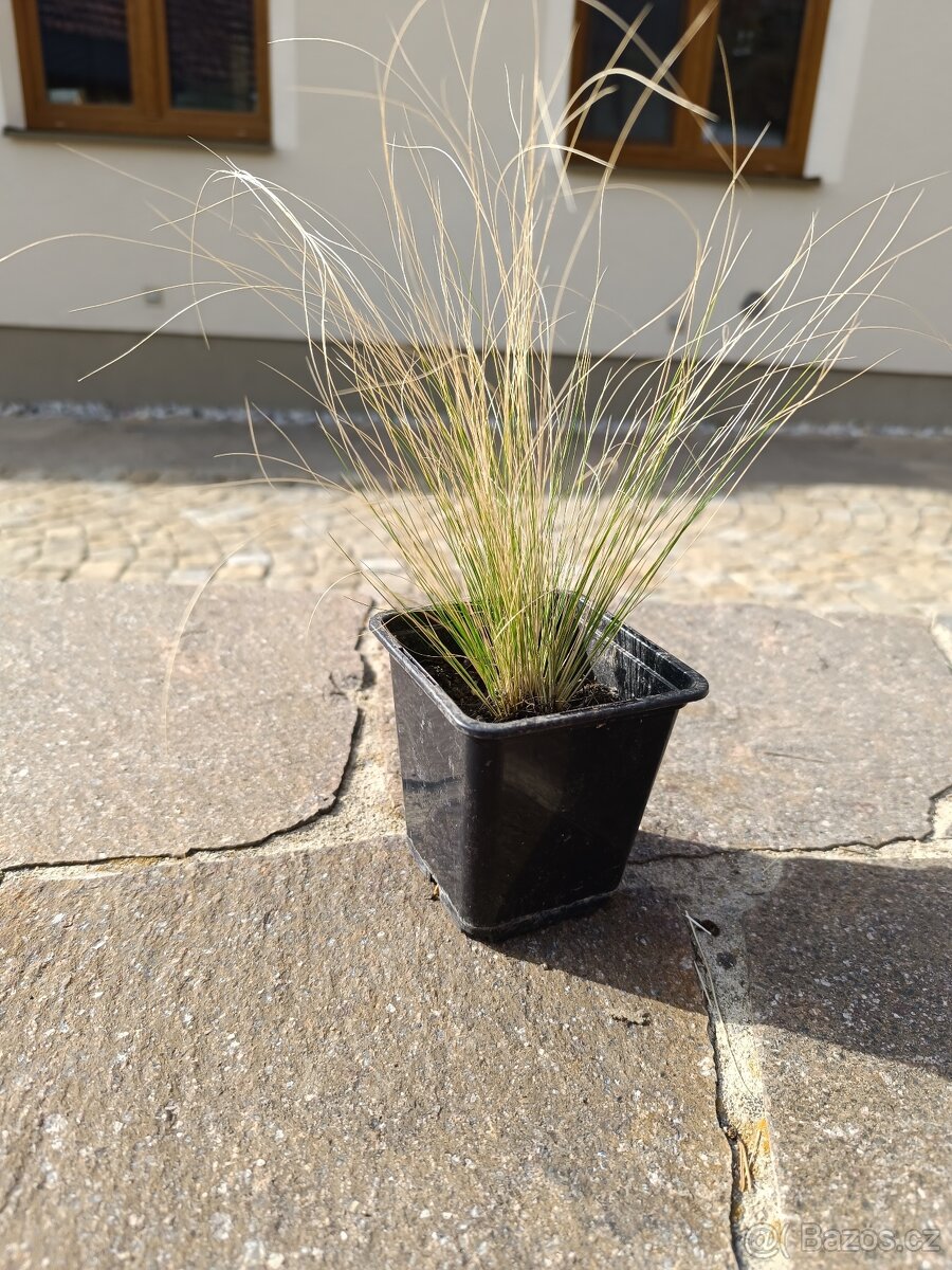 Kavyl péřovitý - 2