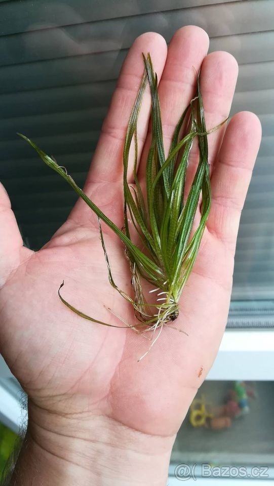 Akvarijní rostlina - Japonská blyxa - 2