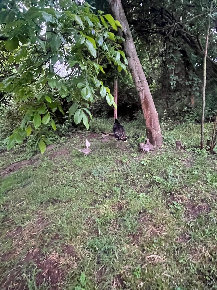 Krůťata, krůta bronzová - 2