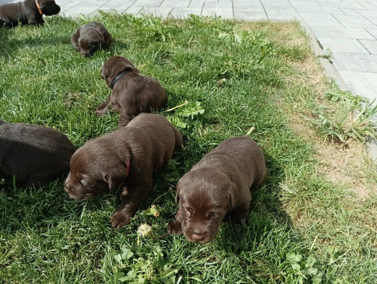 Labradorský retriever - 2