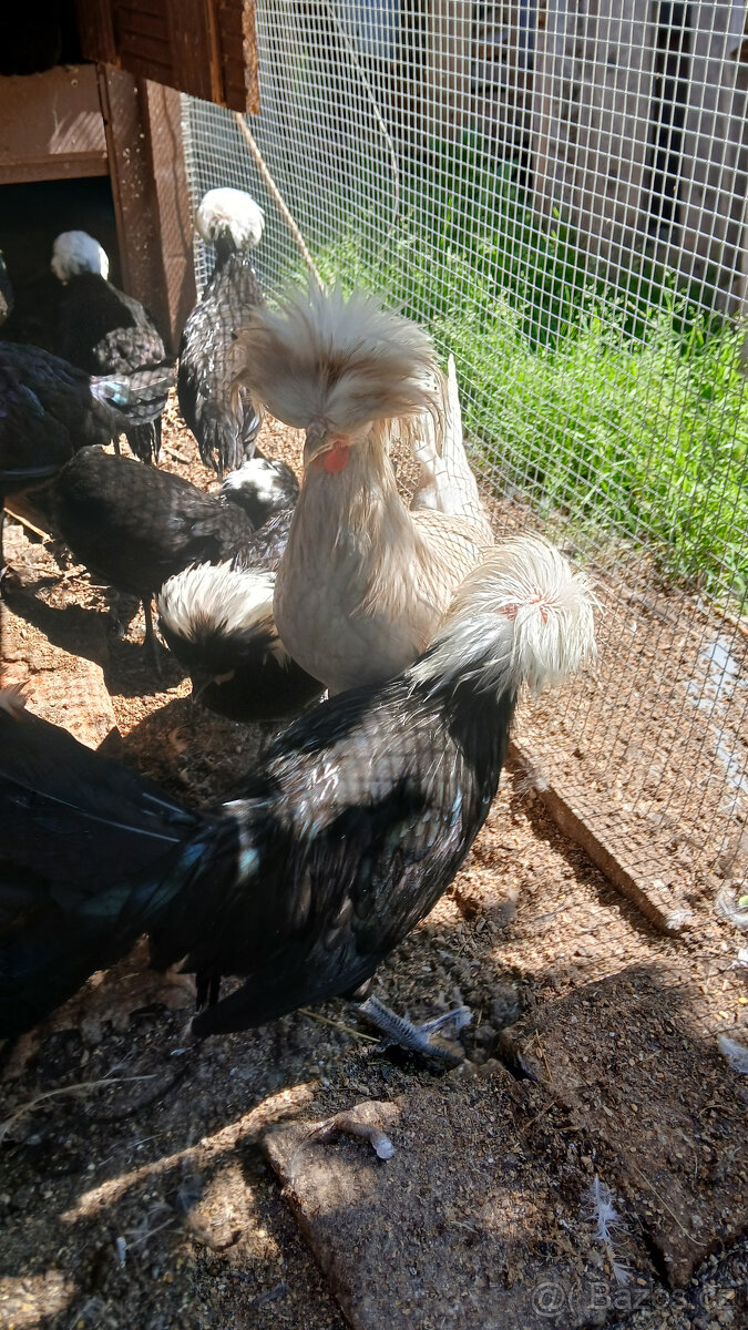 Holand'anka zdrobělá - 2