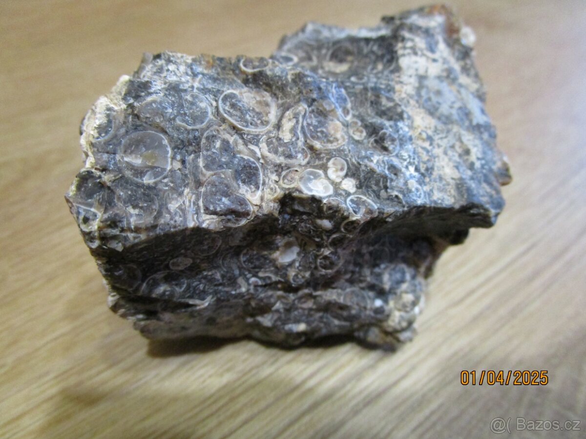 Turitella - 2