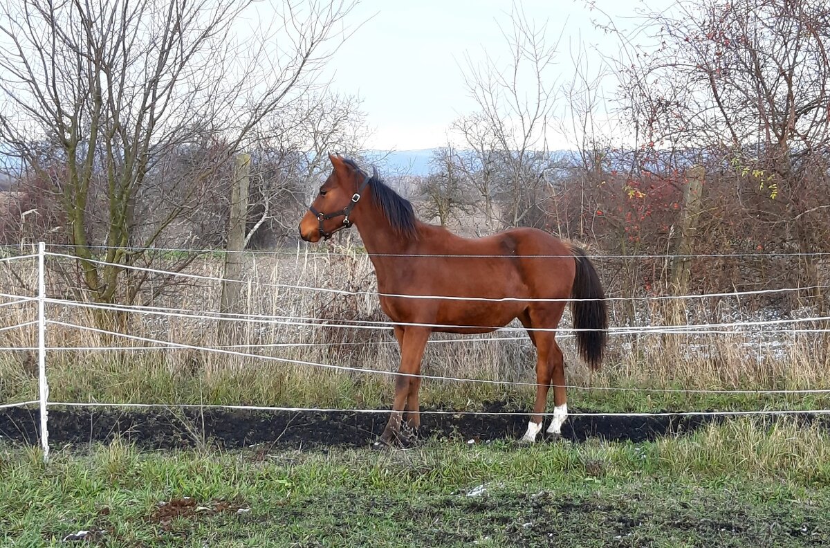 Český sportovní pony - 2
