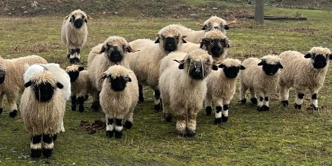 Stádo walliserské černonosé ovce - 2
