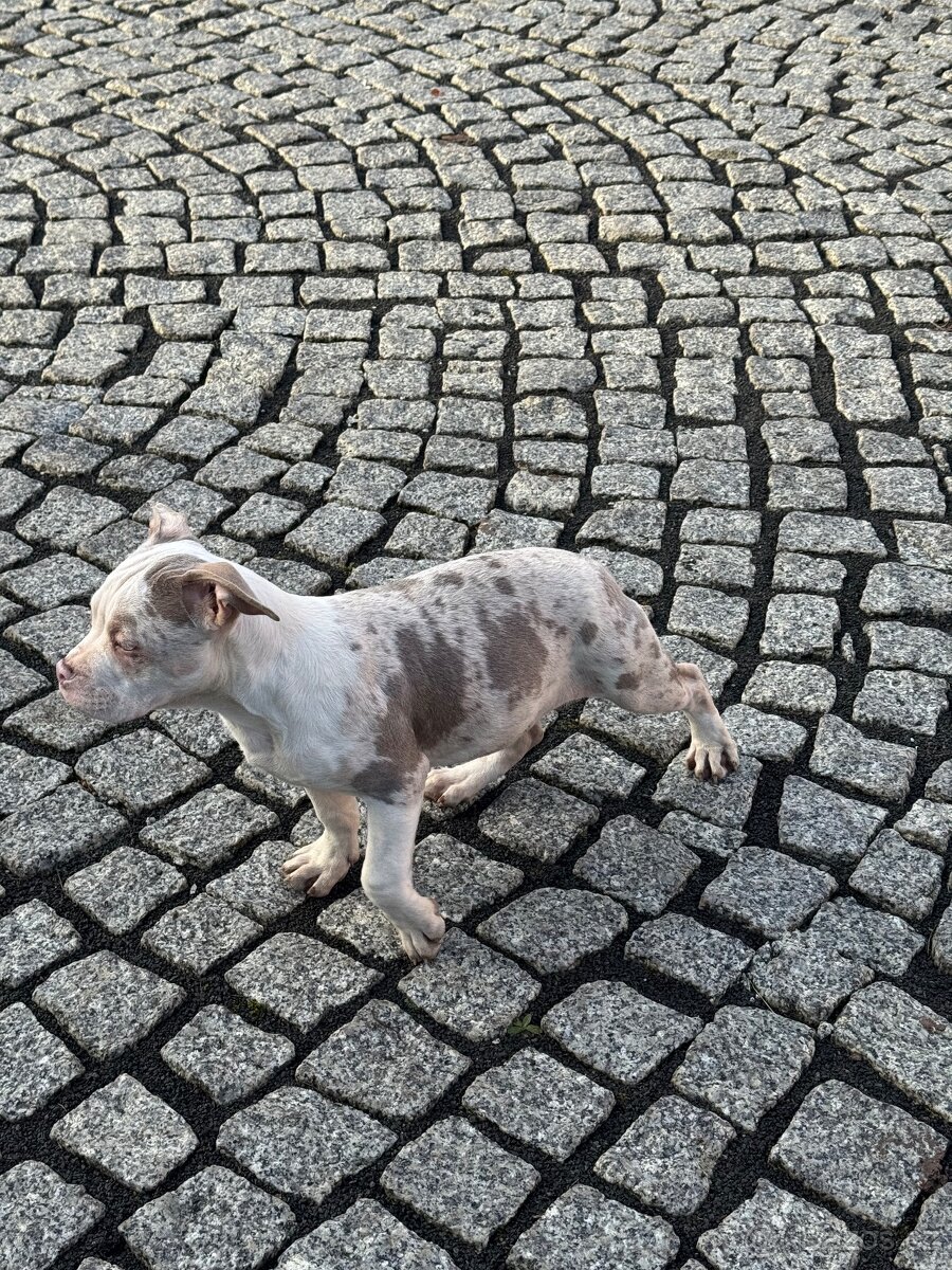 American Bully štěňátka - 2