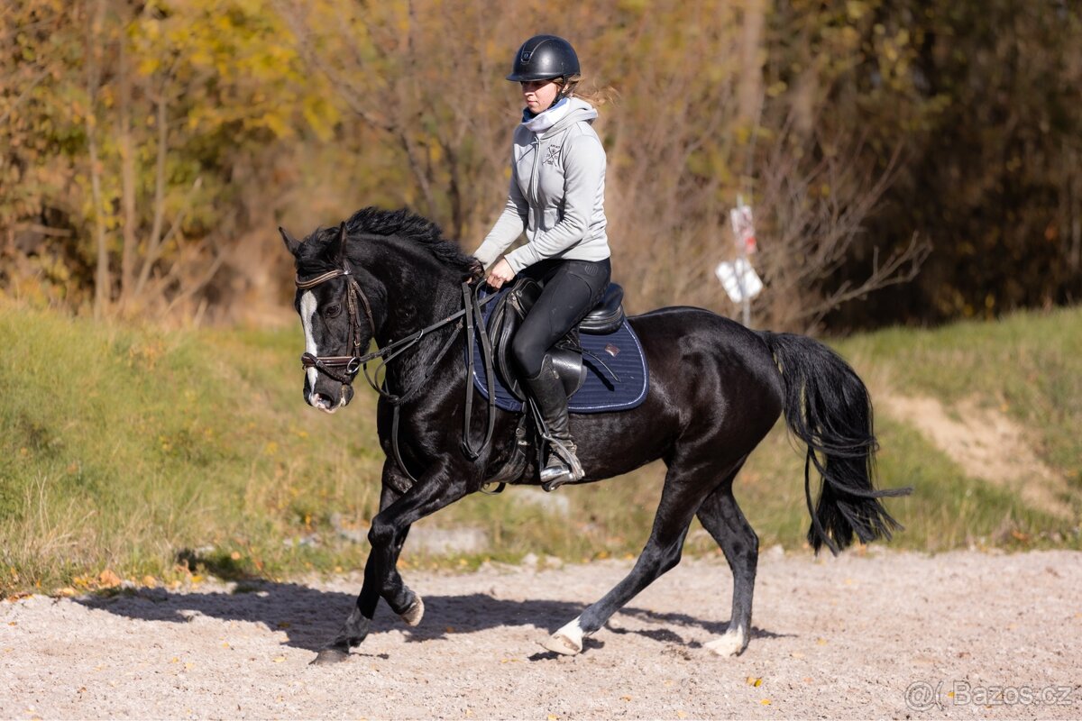 pony klisna do sportu - 2