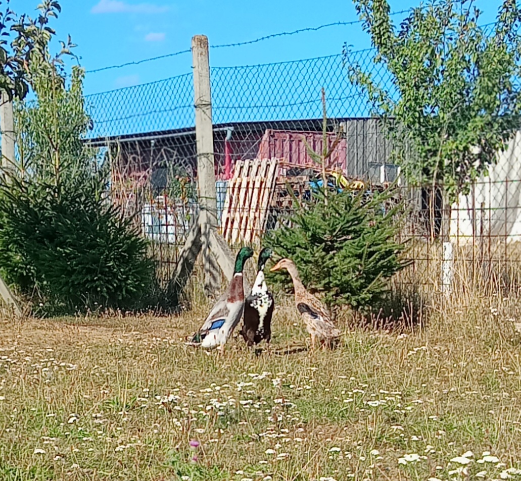 Indický běžec - kačer - 2