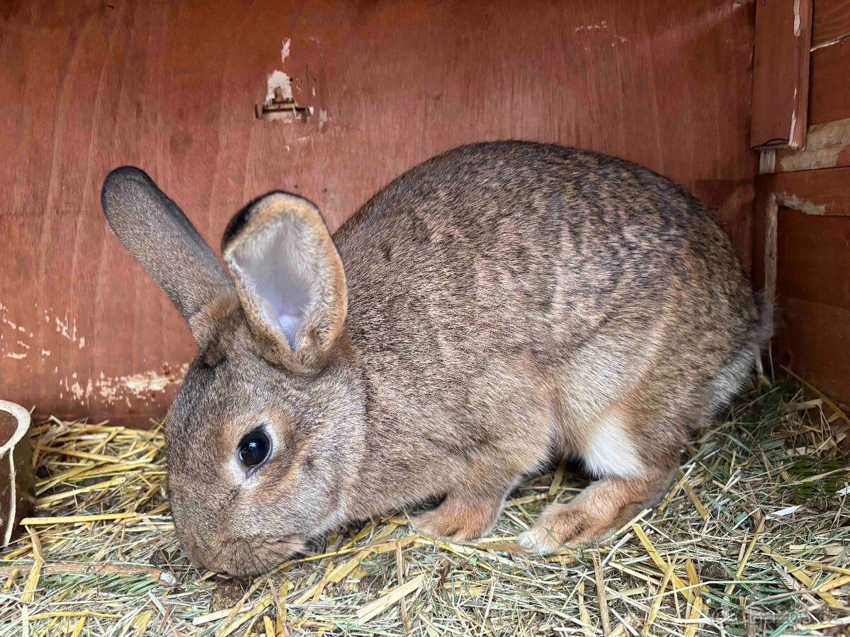 Samice činčila-vídeňský modrý - 2