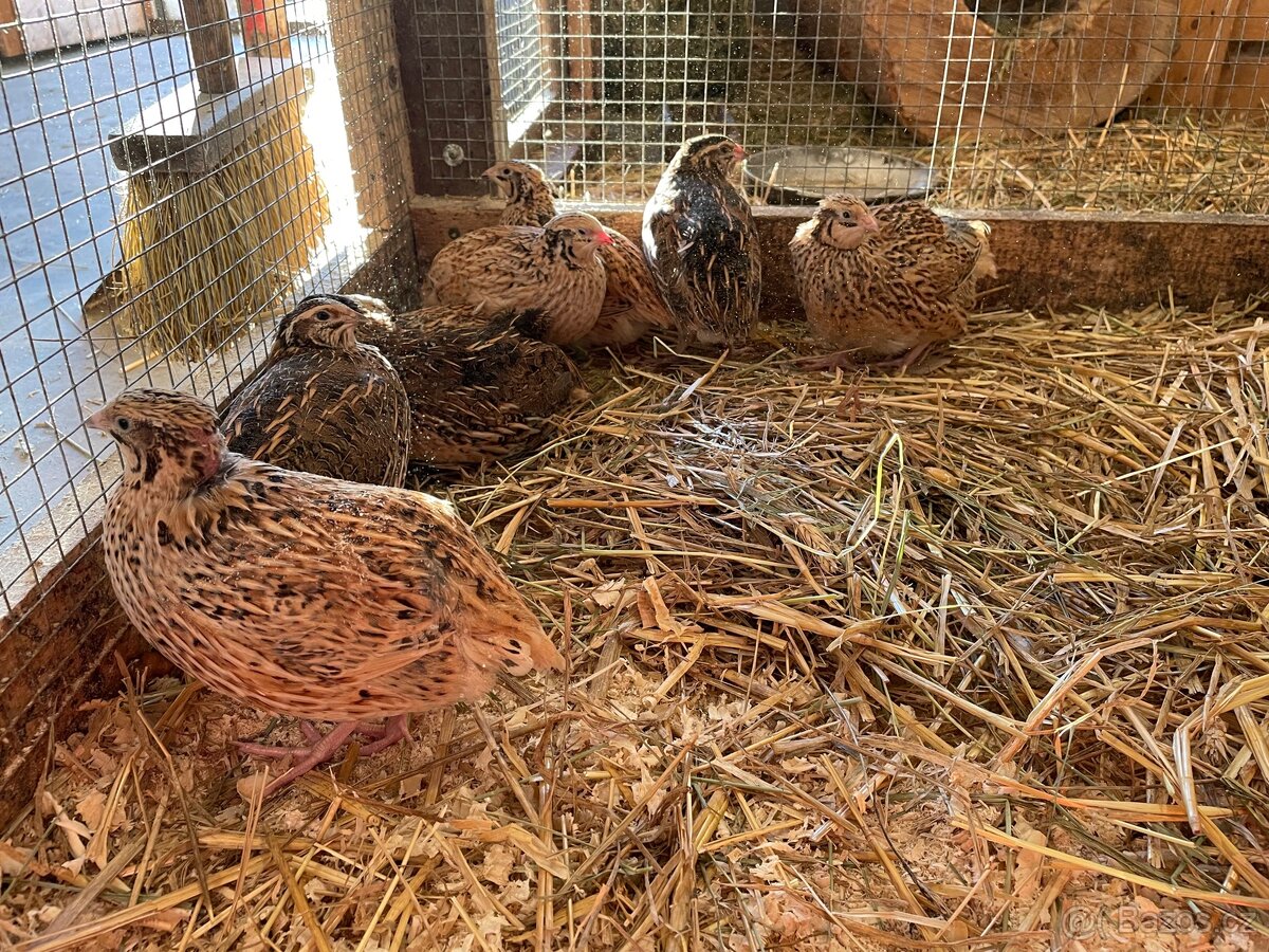 Křepelčí vajíčka - 2