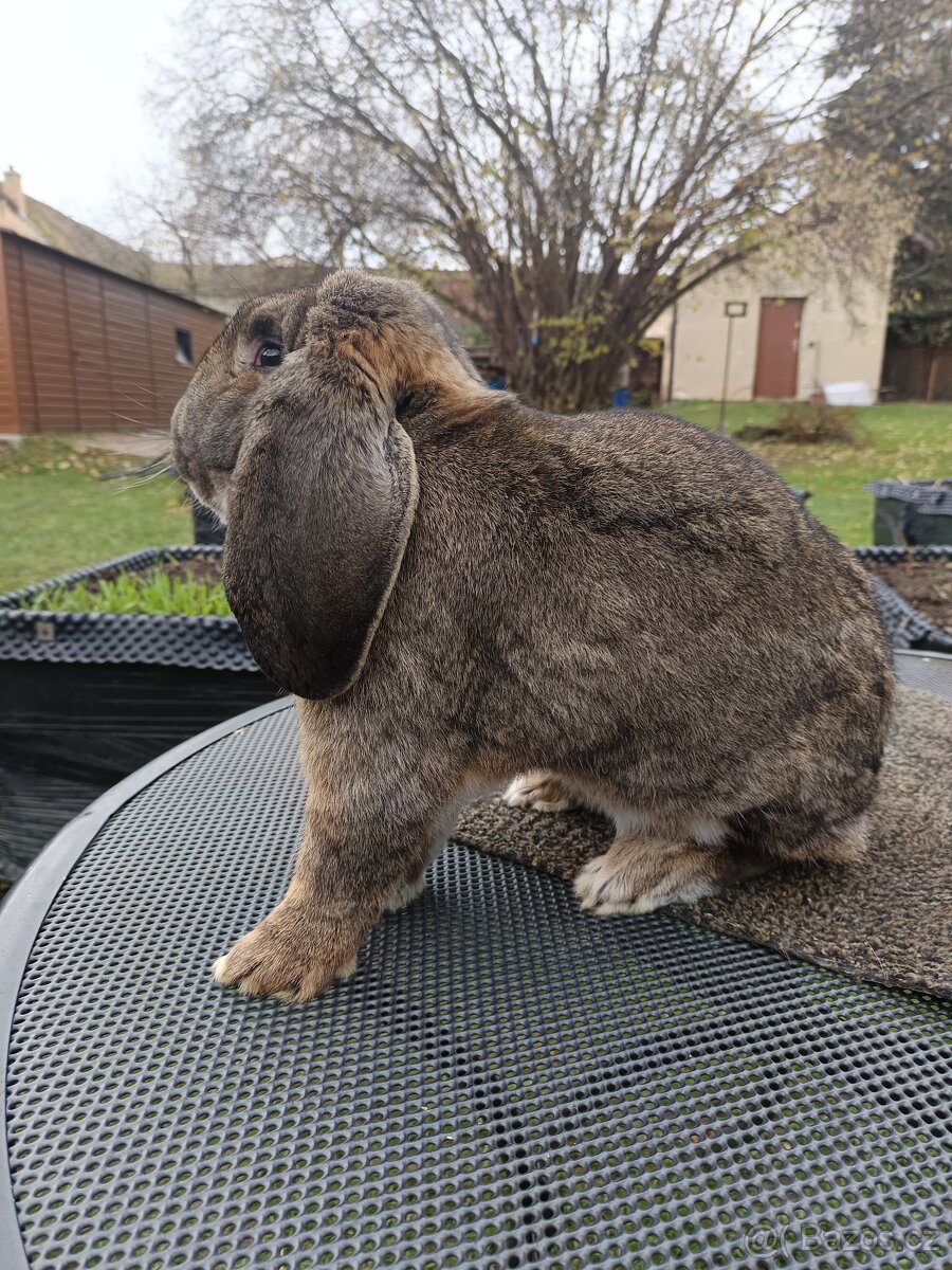 Prodám Francouzský beran divoký - 2