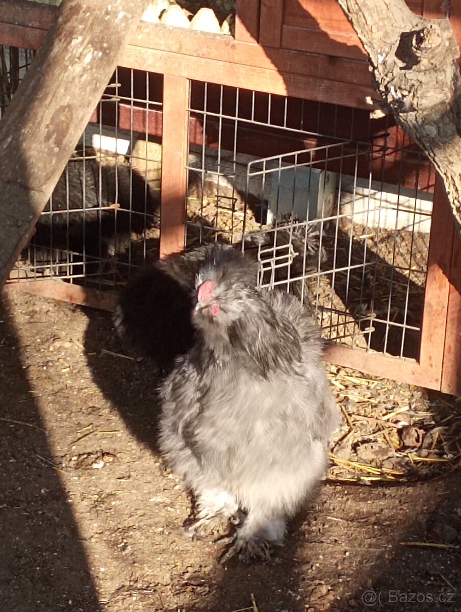 Kohoutek USA hedvabnicka modrá - 2