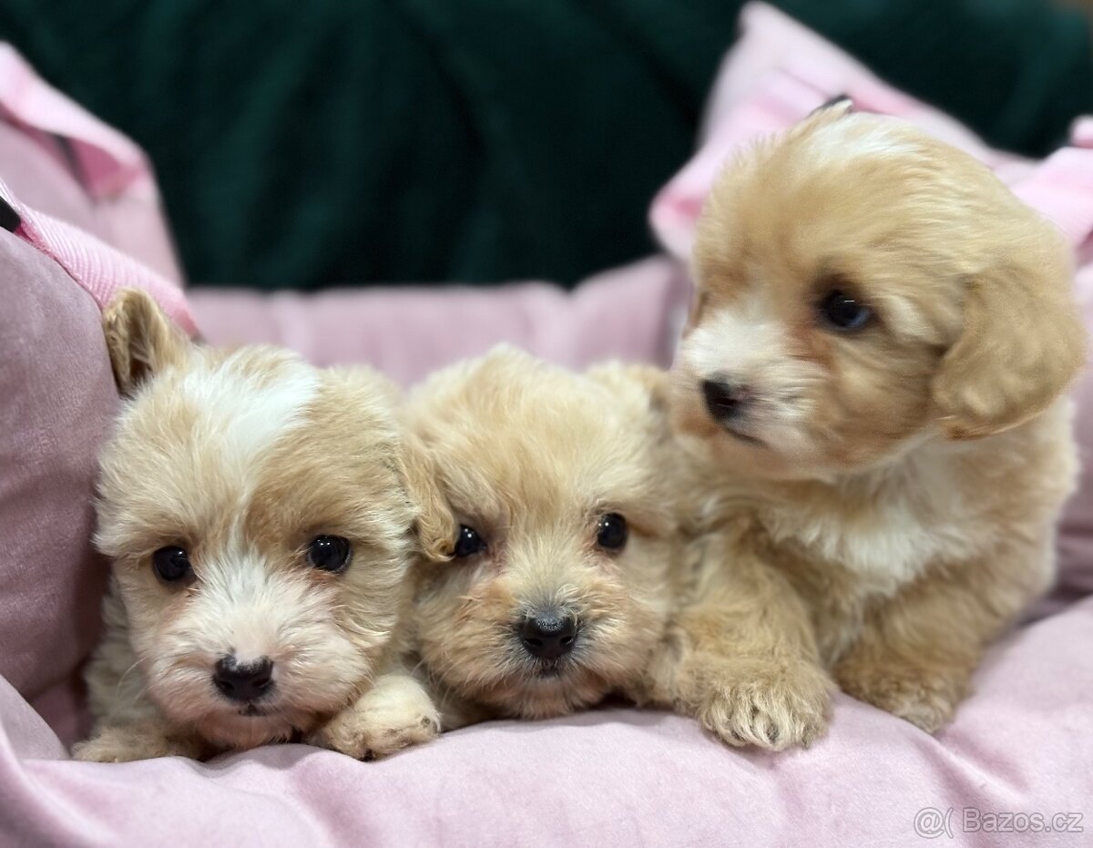 Maltipoo - 2