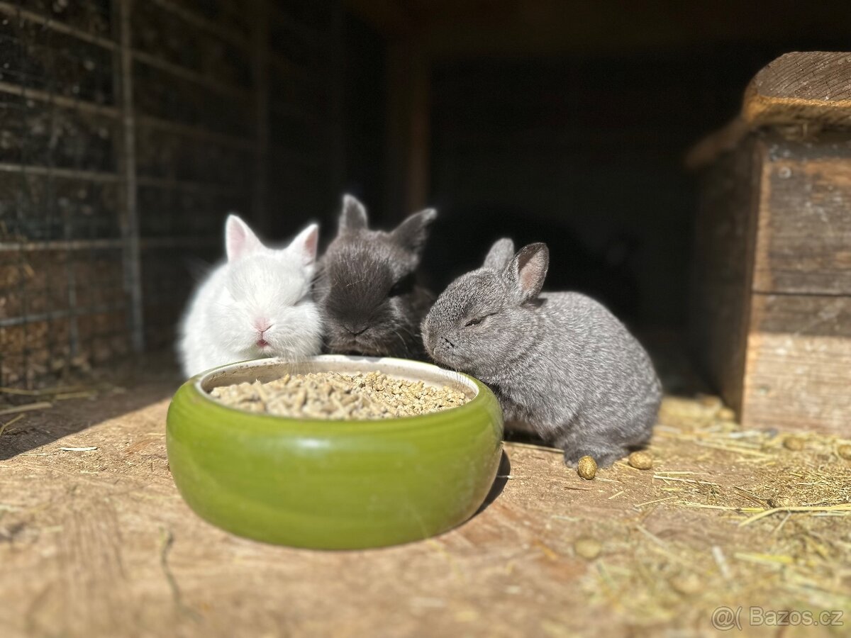 Zakrslý králíčci - 2