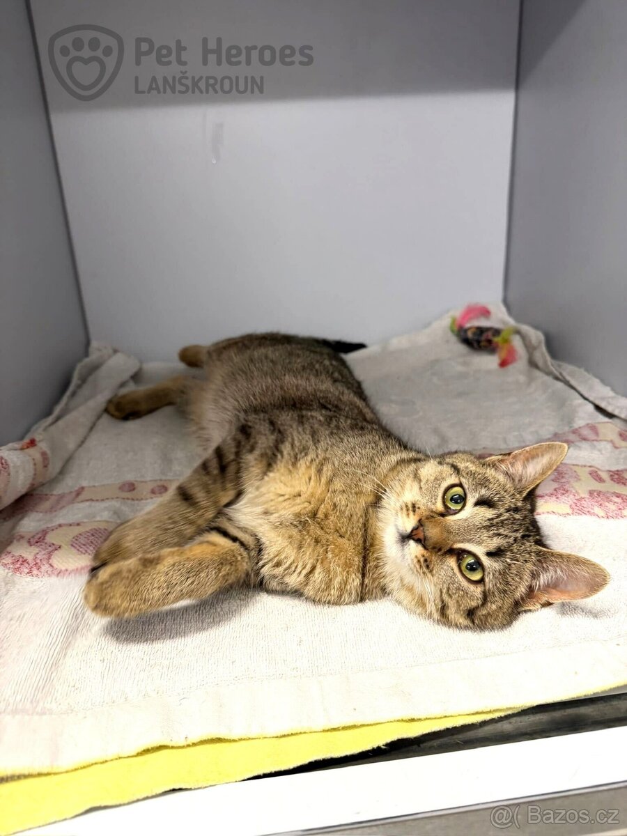 Pik ❤ kocouří ňuňánek ❤ - 2