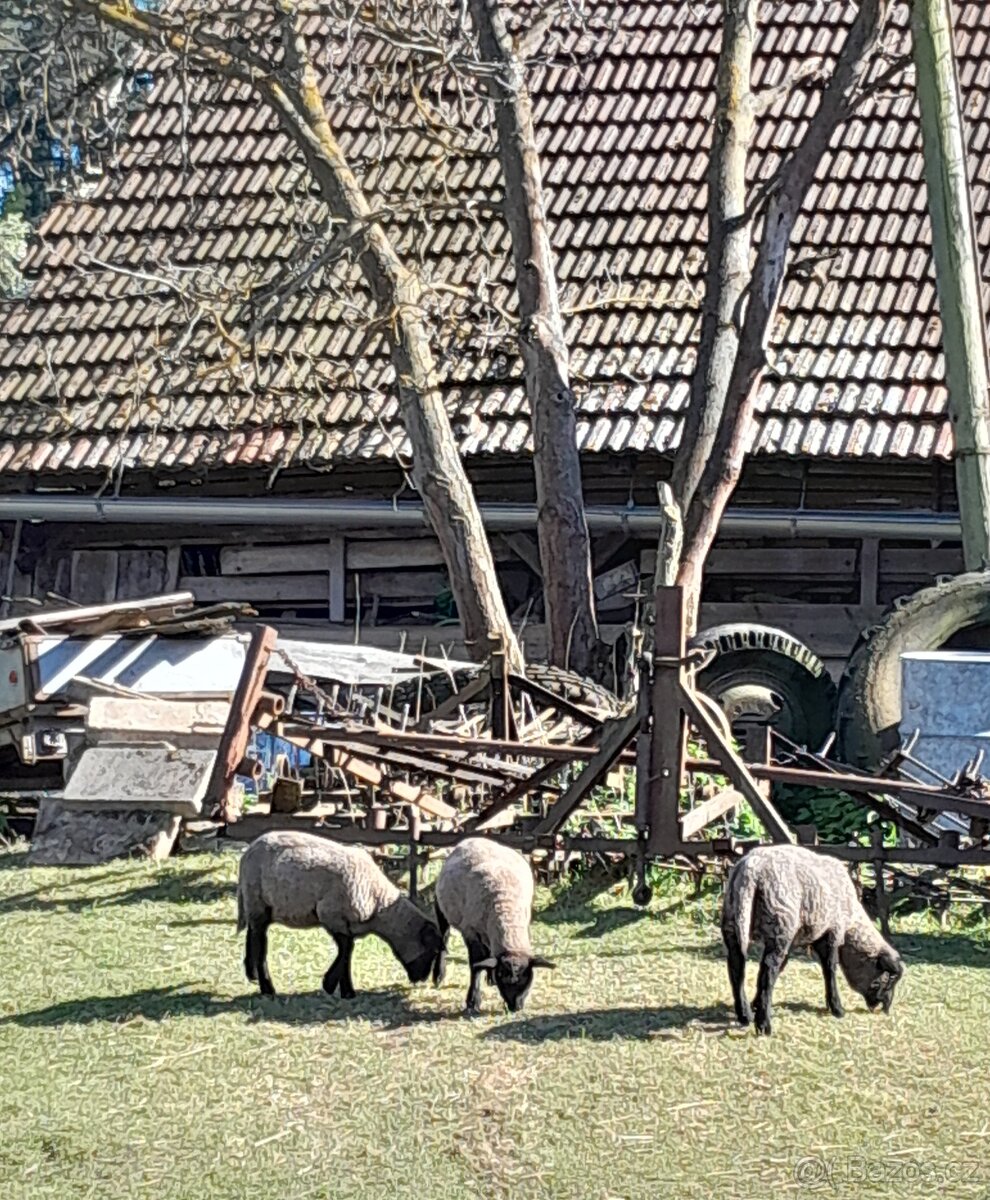 Prodám jehňata - 2