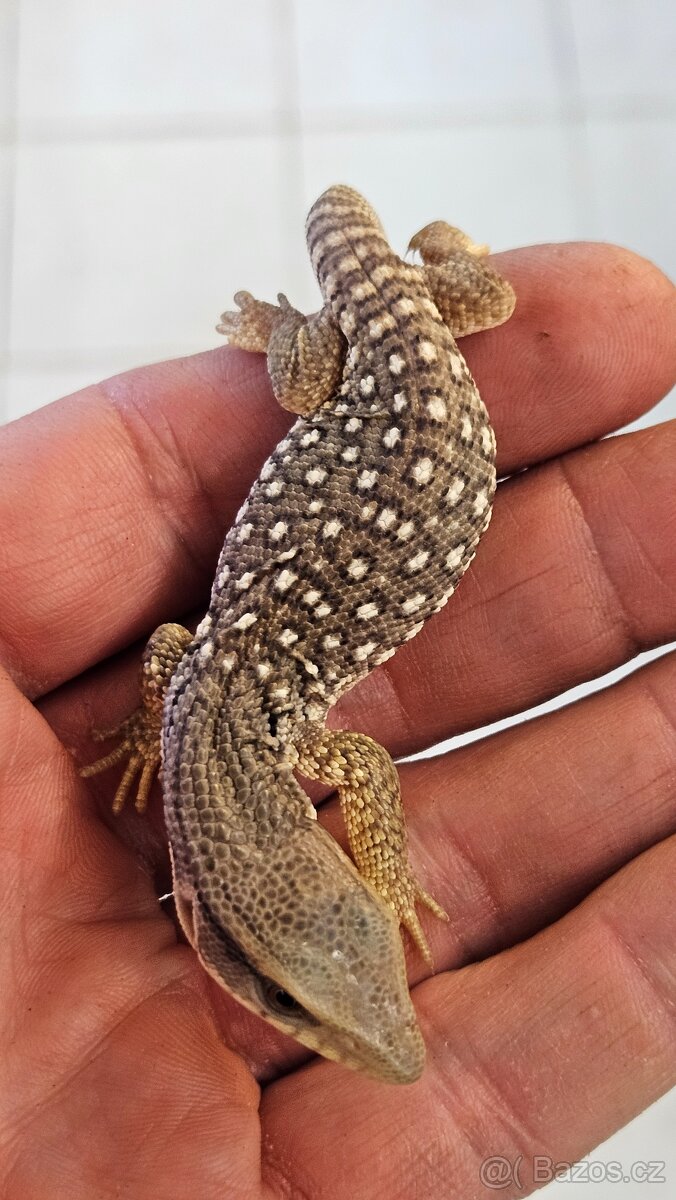 Varanus exanthemanticus - 2