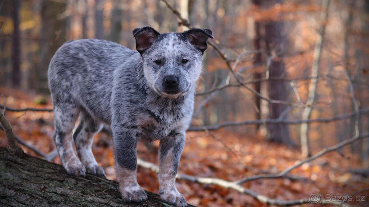 Australský honácký pes, pejsek s PP - 2