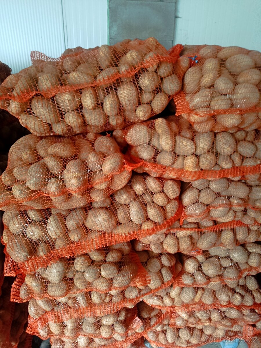 Brambory na uskladnění - 2