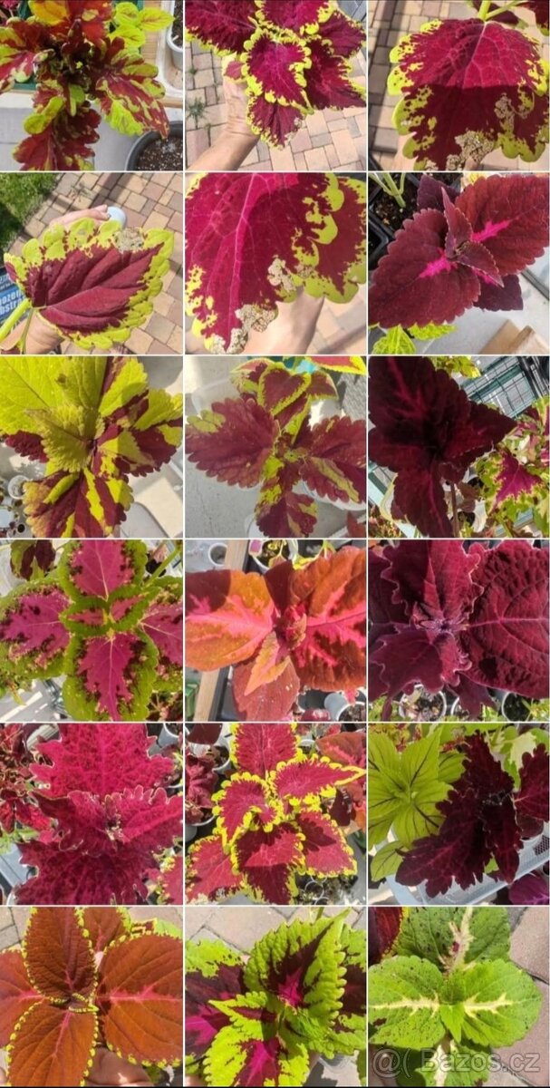 Africká okrasná kopřiva, Coleus - Semínka - 2