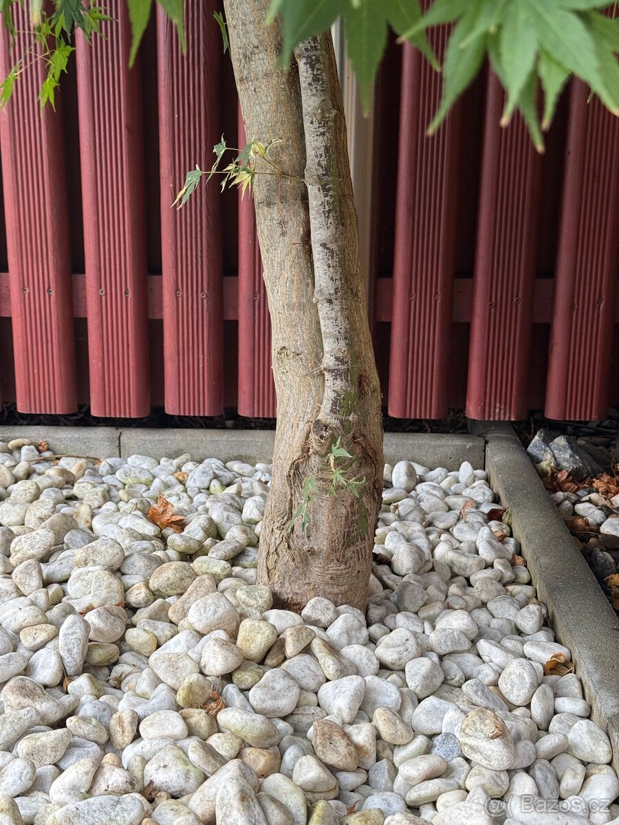 Strom Japonský Javor - 2