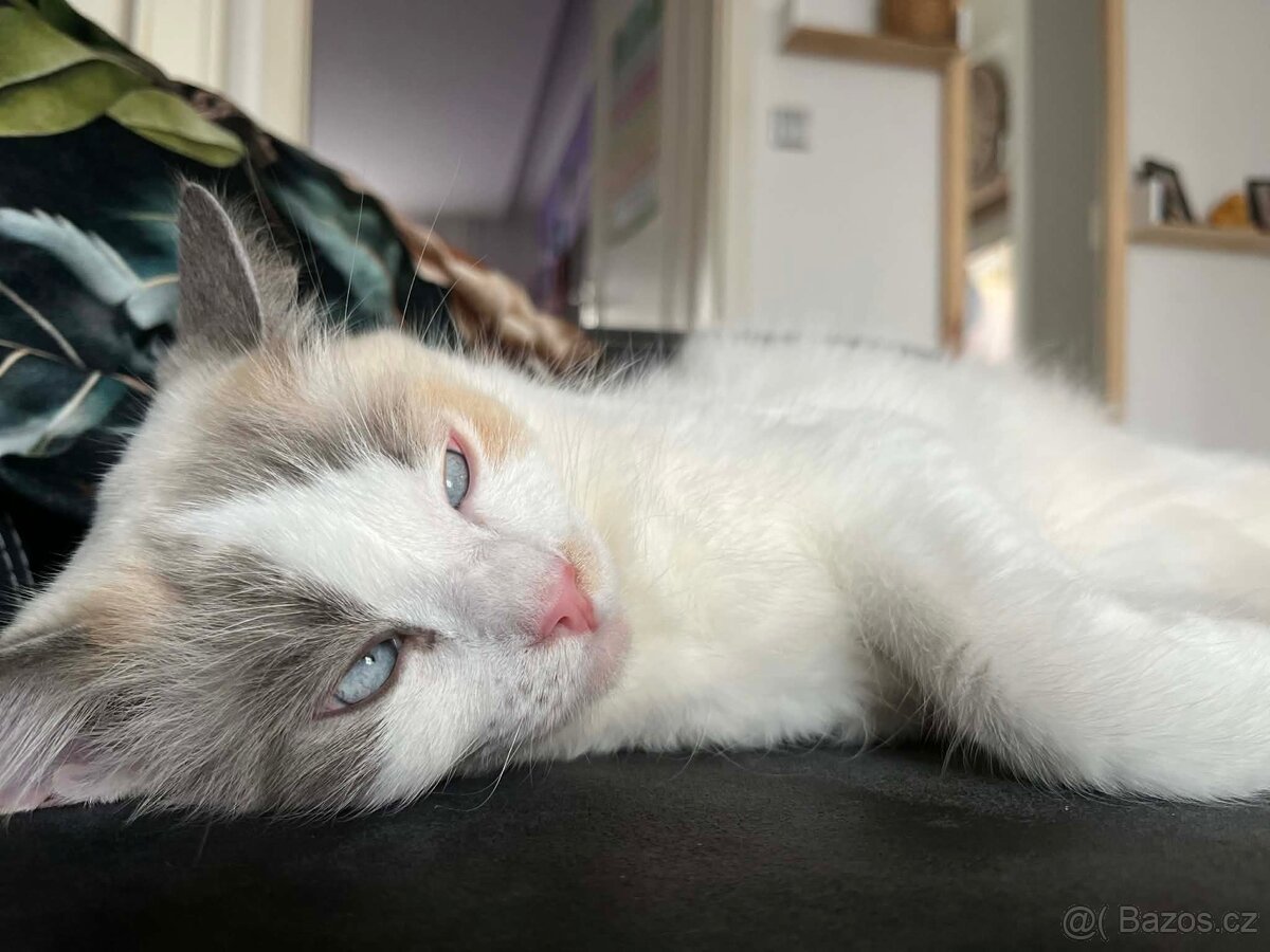 Kočička Ragdoll - 2