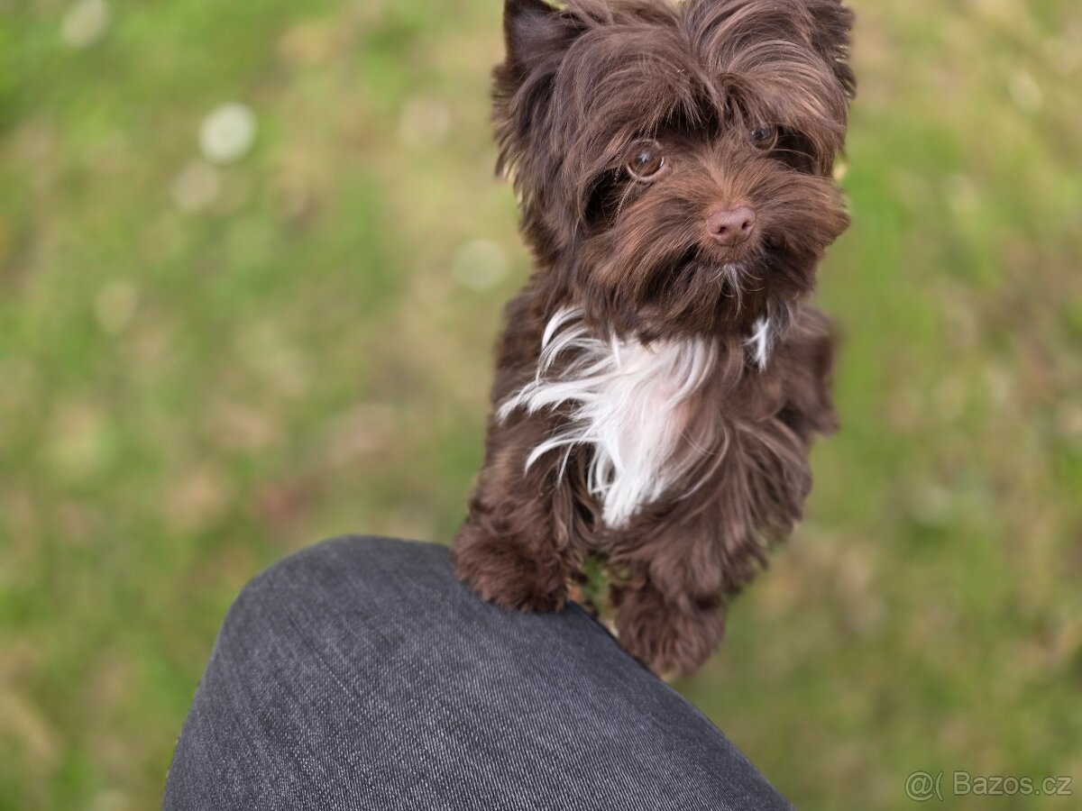 Jorkšírský terier - čoko fenka - 2