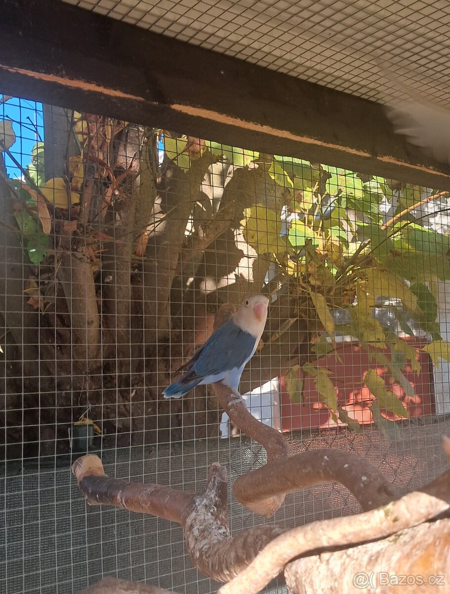 Agapornis Fischer - 2