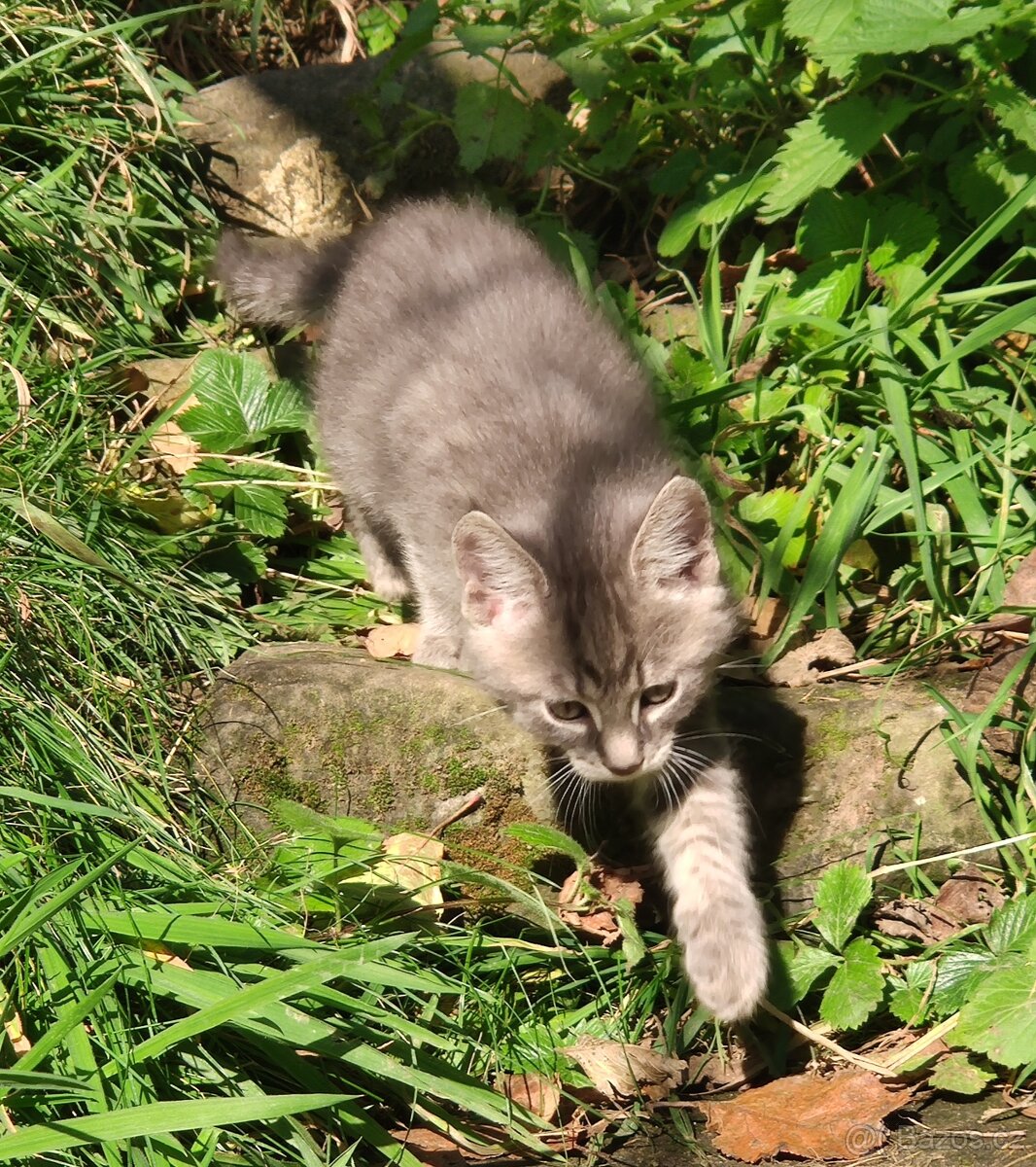 Mainská mývalí koťata - 2