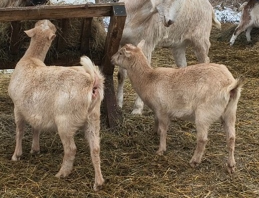 Nabízím kozu do chovu - 2