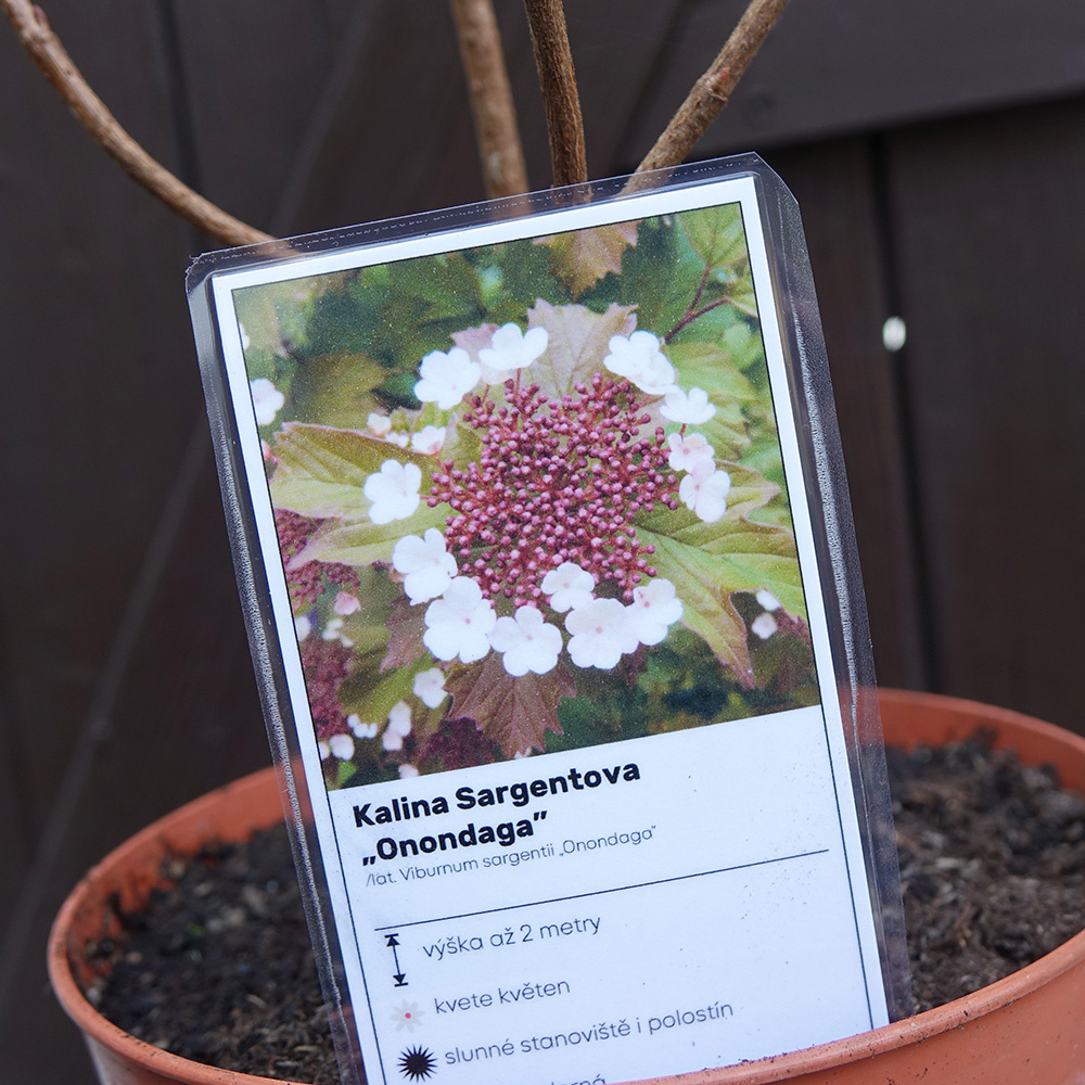 Kalina Sargentova "Onondaga" - 2