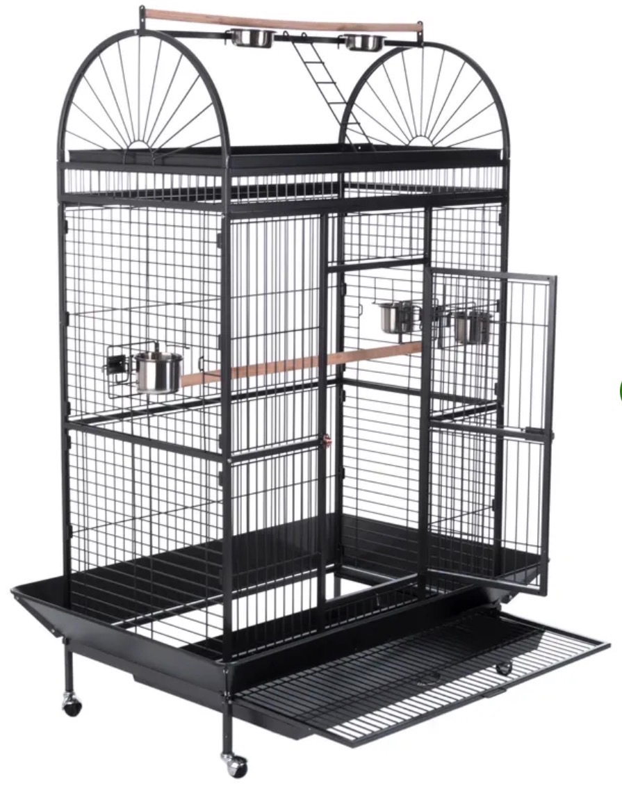 Papoušek Aratinga – Arnošt - 2