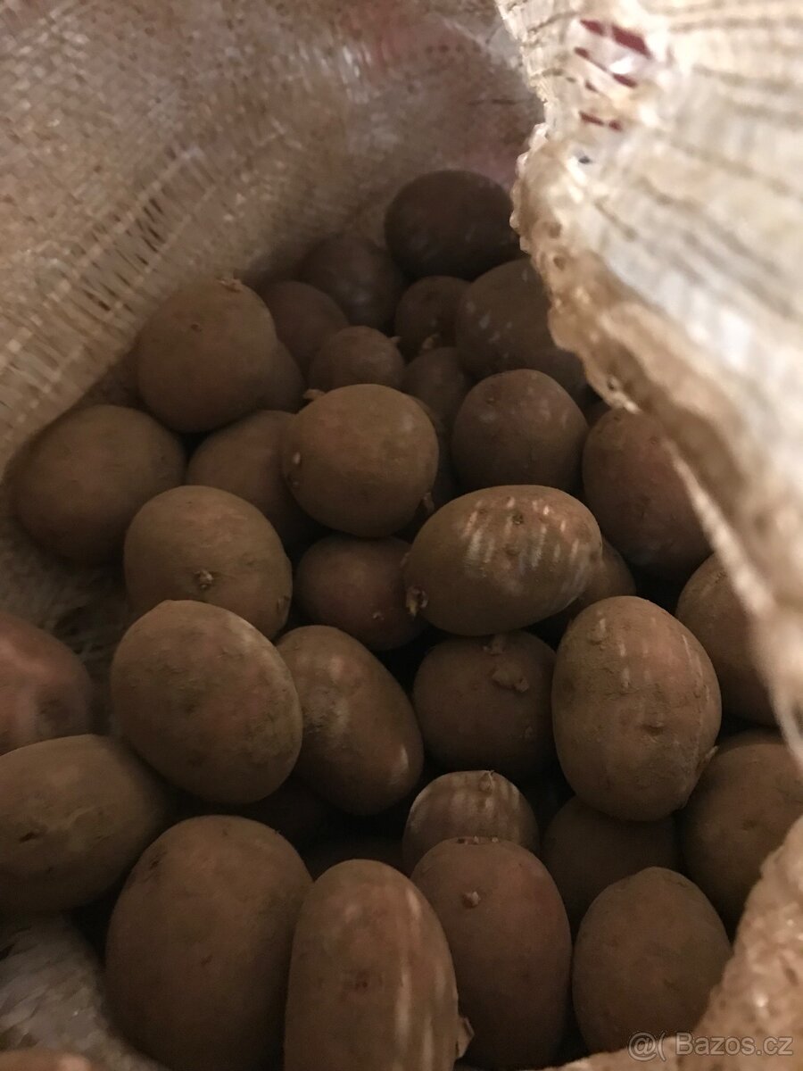 Brambory - 2