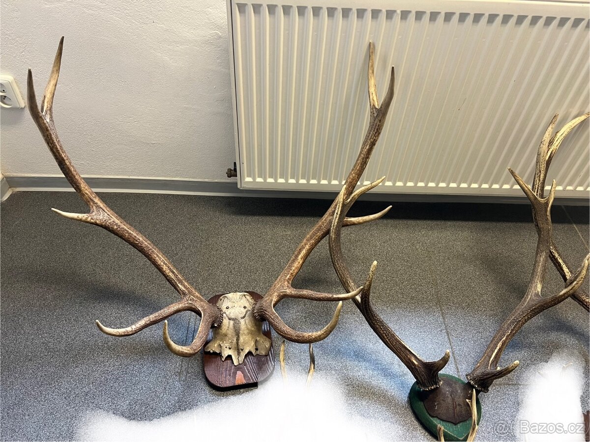 3 ks velkého Paroží - 2