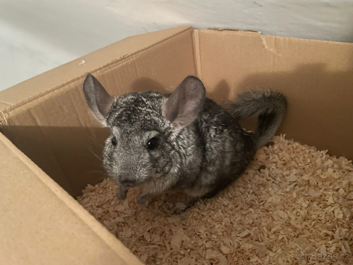 Prodám samečka činčily - 2
