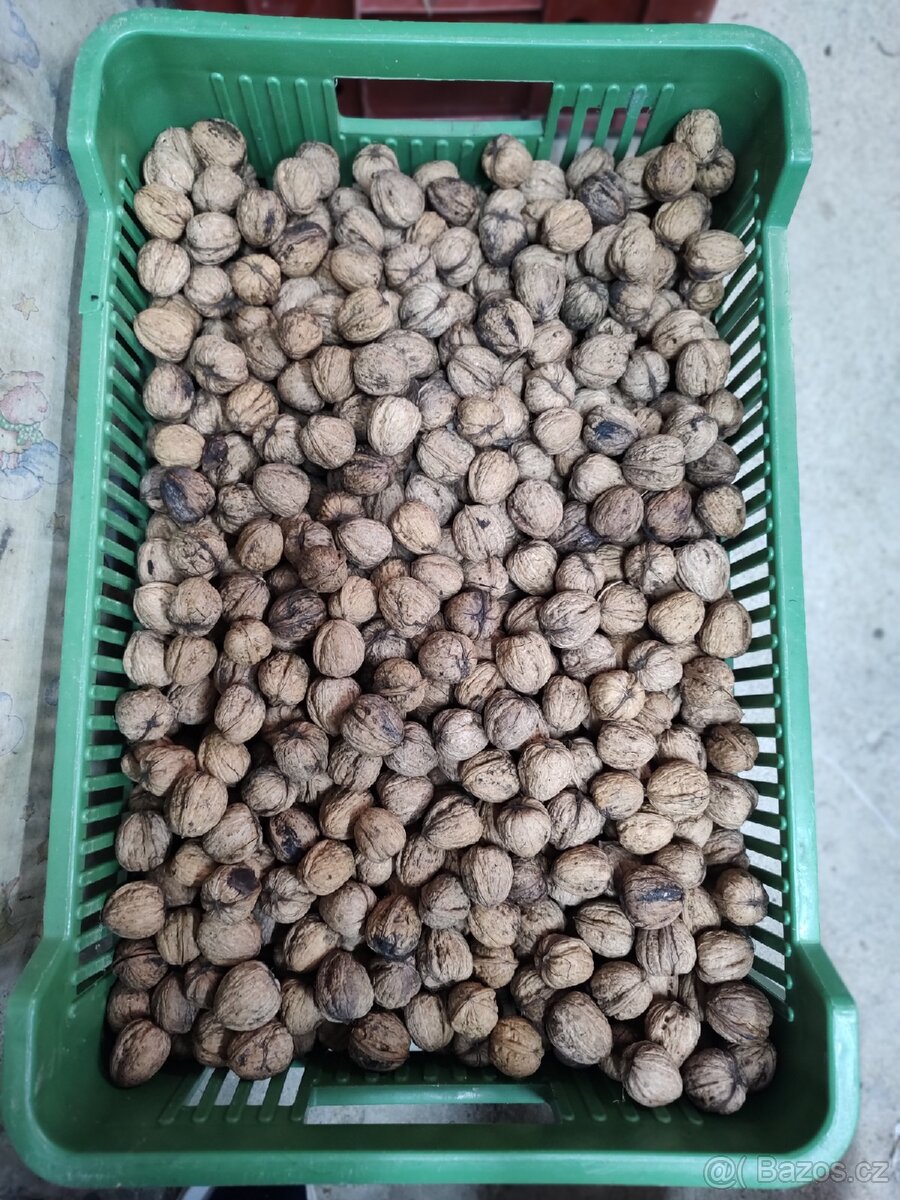 Vlašské ořechy 2025 - neloupané - 2